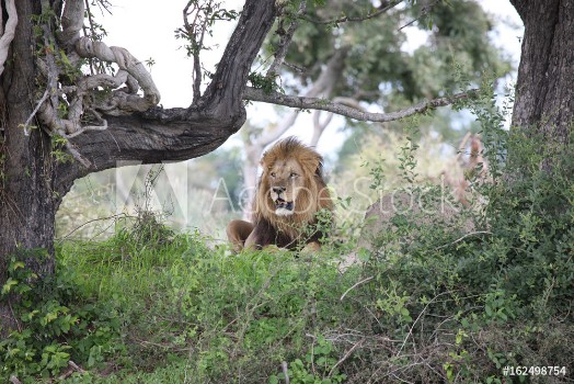 Bild på Lion wild dangerous mammal africa savannah Kenya